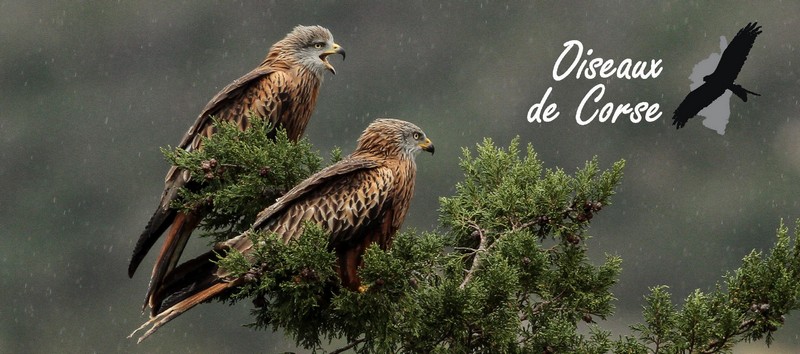 oiseaux de corse