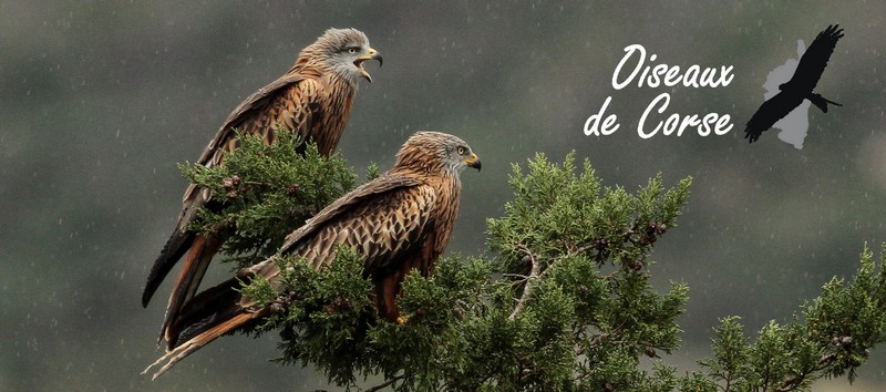 oiseaux de corse