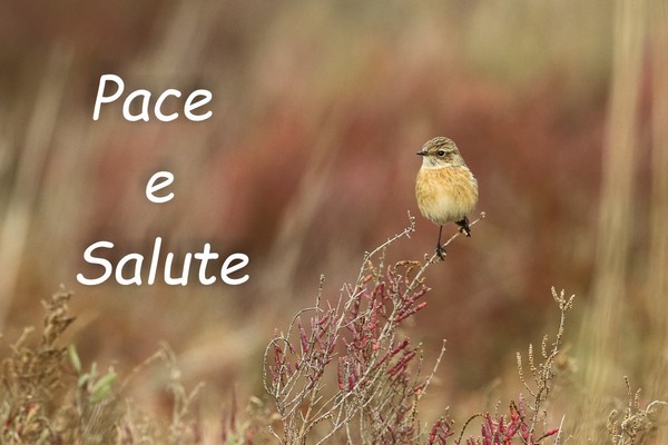 Pace e Salute 2016