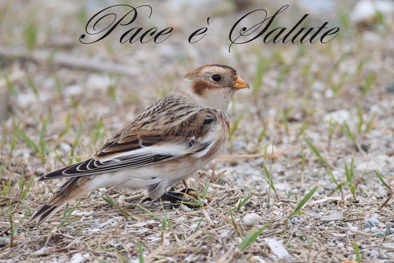 Pace è Salute 2021