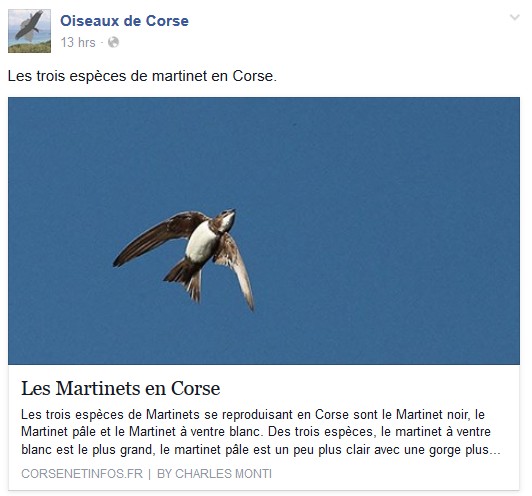 Corse Net Infos