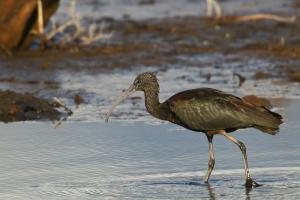 Ibis falcinelle