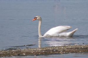 Cygne tuberculé