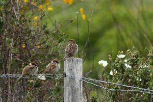 Moineau friquet