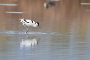 Avocette élégante