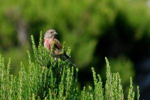 Linotte mélodieuse