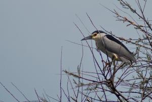 Bihoreau gris