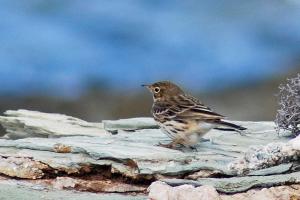 Pipit farlouse