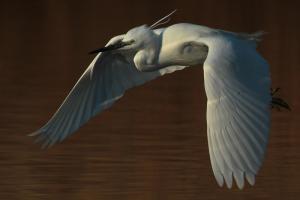 Aigrette garzette