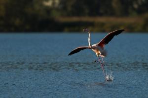 Flamant rose