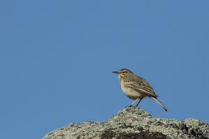 Pipit rousseline