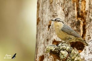 Expo N° 5 La sittelle corse et les oiseaux de la forêt