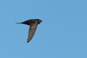 Martinet noir