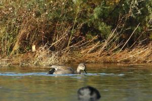 Canard chipeau