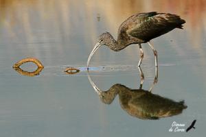 Expo N° 3 Les oiseaux d'eau