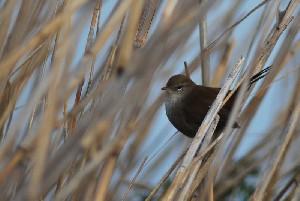 Bouscarle de cetti 