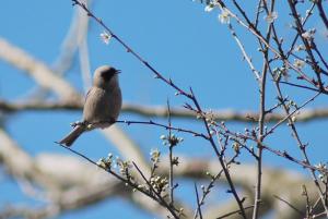 Remiz penduline