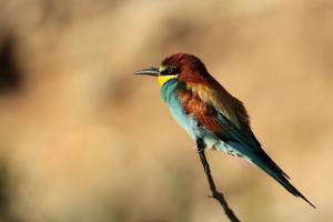 Les Oiseaux