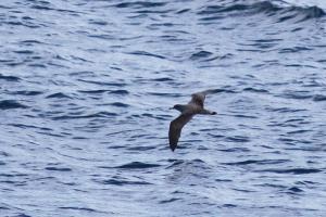 Puffin cendré