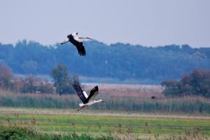 Cigogne blanche