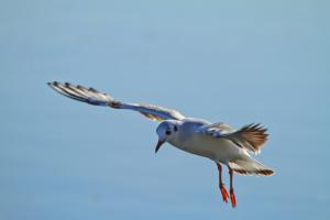 Mouette rieuse