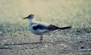 Mouette pygmée