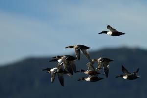 Canard souchet