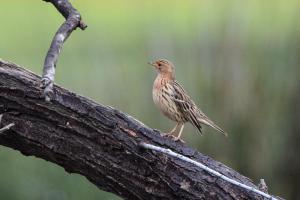 Pipit à gorge rousse