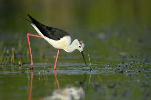 Echasse blanche