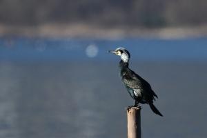 Grand cormoran