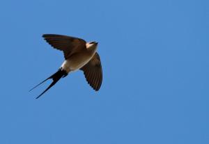 Hirondelle rousseline