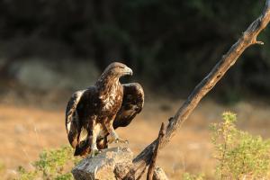 Aigle royal