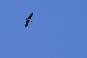Cigogne noire