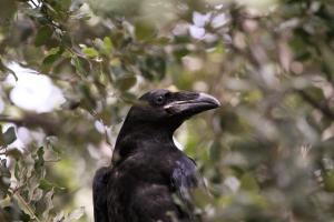 Grand corbeau