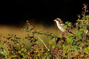Pie-grièche à tête rousse