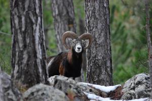Mouflon corse