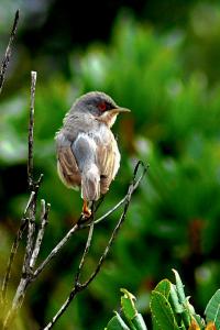 Fauvette passerinette