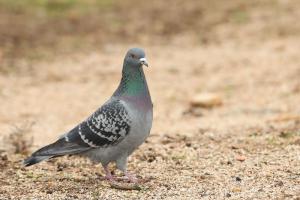 Pigeon biset