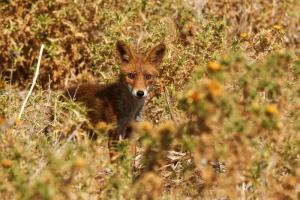 Renard