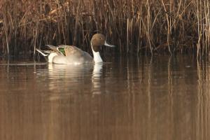 Canard pilet