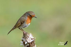 Expo N°2  les oiseaux communs