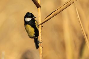 Mésange charbonnière