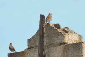 Moineau soulcie