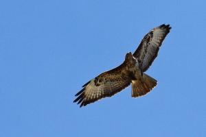 Buse variable