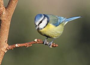 Mésange bleue