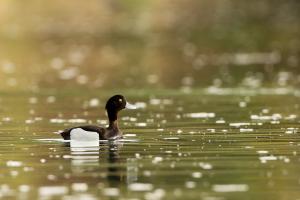 Fuligule morillon
