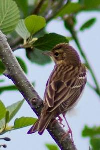 Pipit des arbres