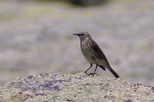 Pipit spioncelle