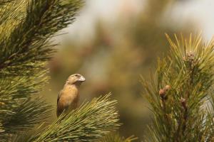 Bec croisé des sapins