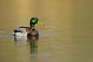 Canard colvert 